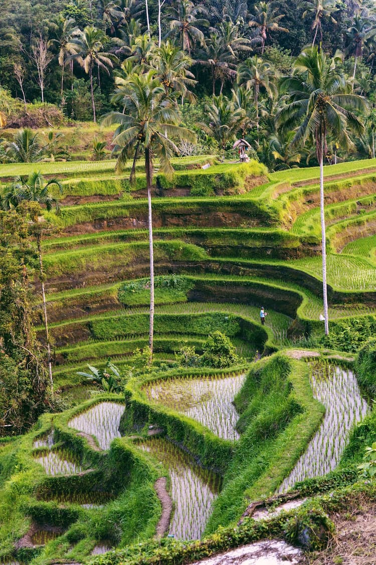 Bali